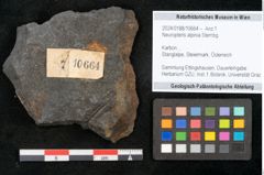 Foto (Objekt + Etikett) von Neuropteris alpinia Sternbg. (NHMW-GEO-2024-0188-10664)